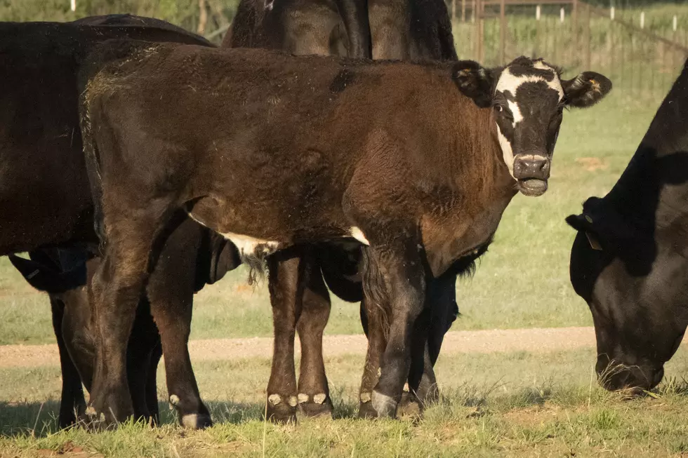 Blach Confident Better Days Are Ahead For Cattle Producers 
