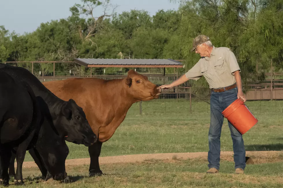 Cattle Producers Are You Asking The Right Nutrition Questions 