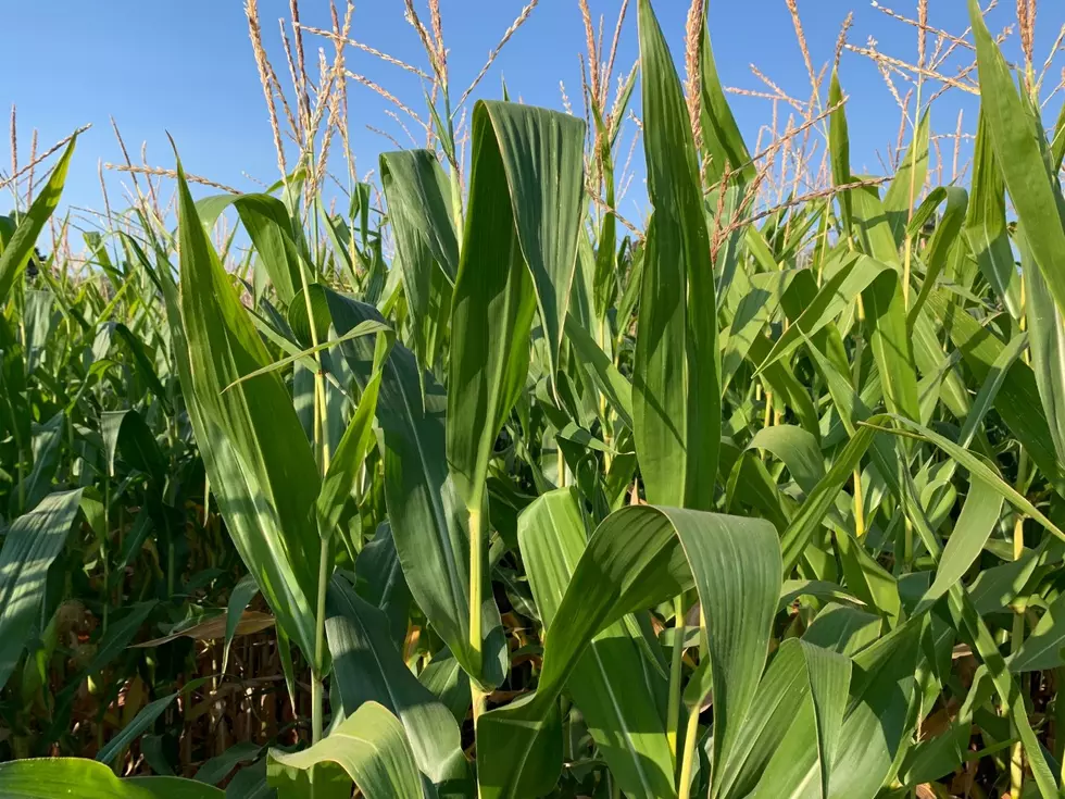 Vilsack: No Compromise with Mexico on GMO Corn 