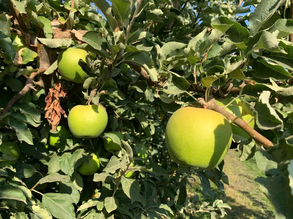 OSU Looking To Expand Robotics In Farming 