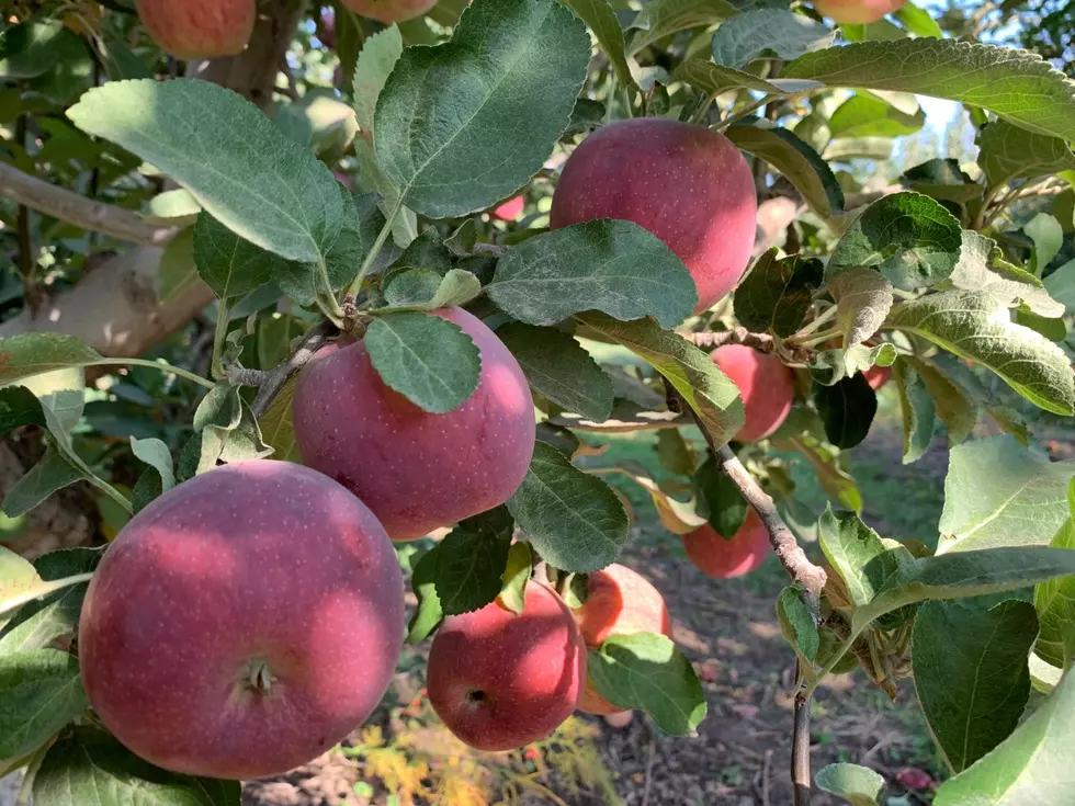 NW Tree Fruit Growers Hurt By Back-to-Back Odd Weather Years