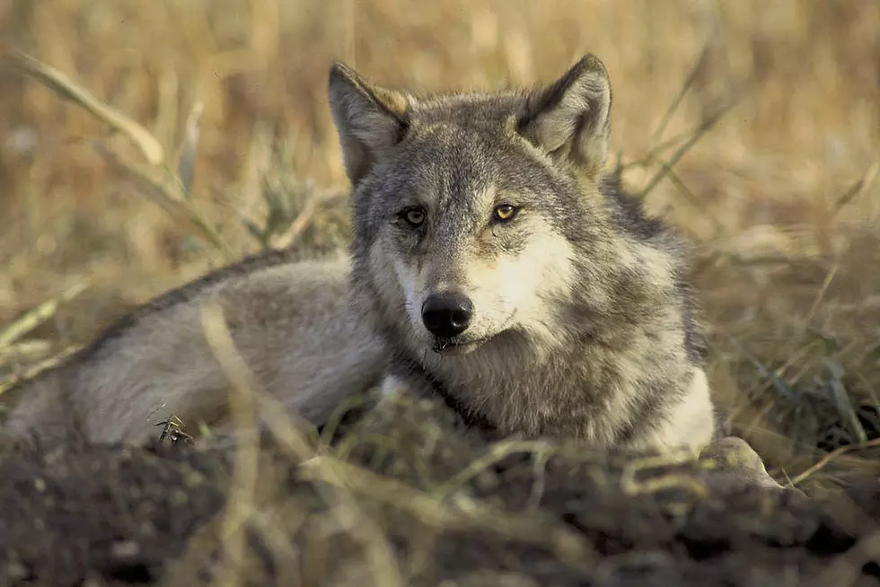 Deschutes County Creating Wolf Depredation Committee