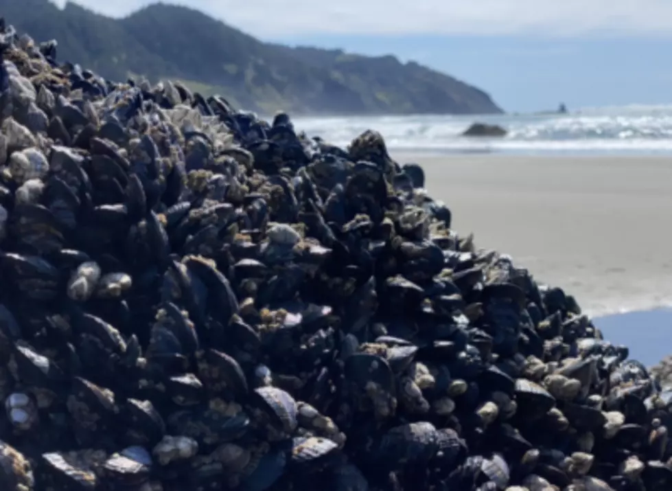 Mussel Harvesting Season Open on North Oregon Coast