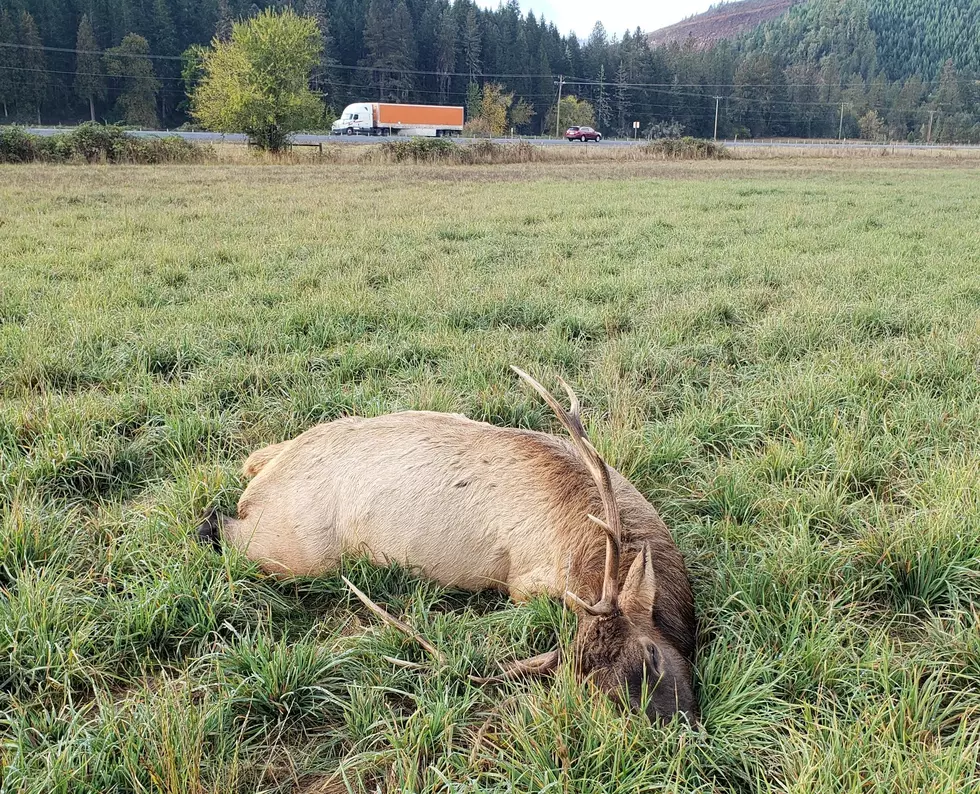 ODFW Investigating Southern Oregon Poaching