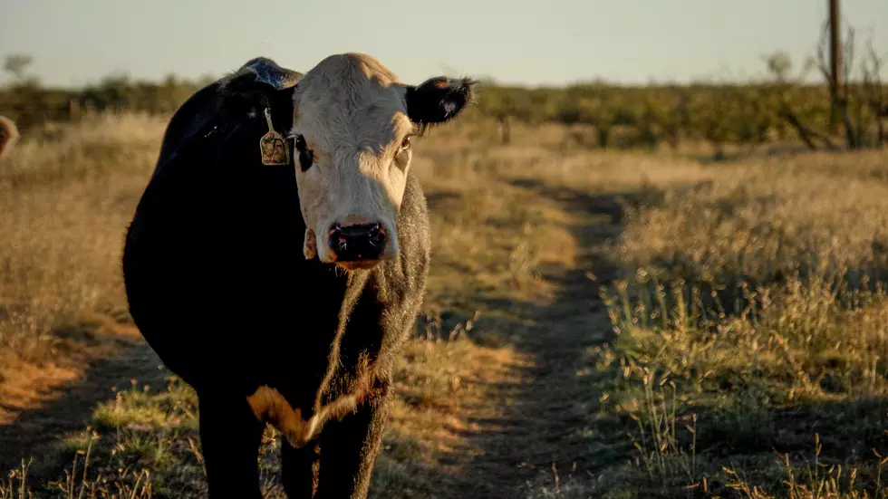 Bass: Trade Picture Looks Good For Beef