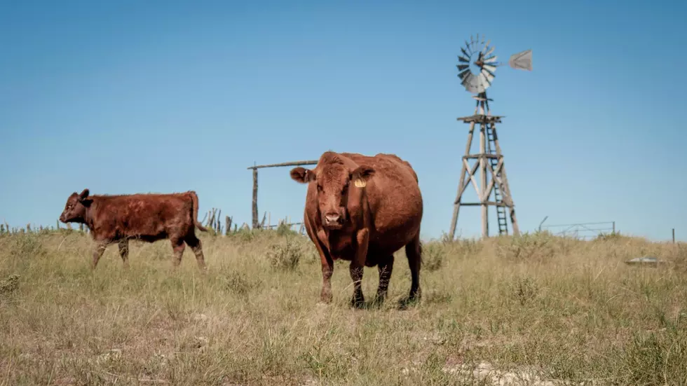 Report Shows Strong Demand Continuing for U.S. Beef