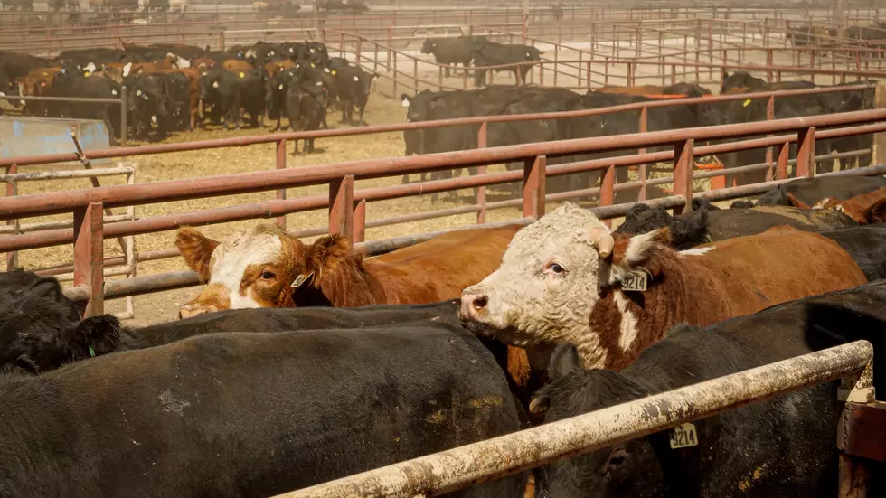 Cattle On Feed Number Show Few Surprises