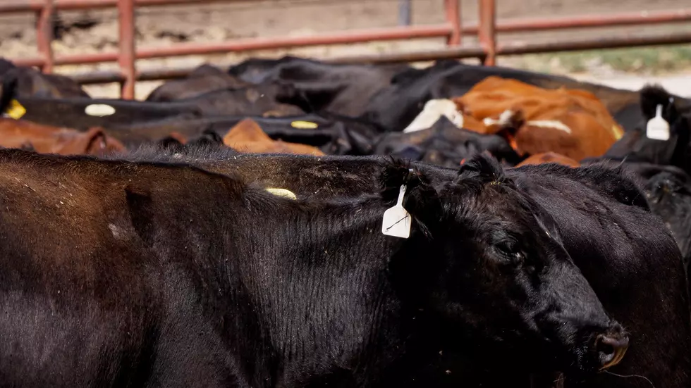 USDA’s Cattle Contracts Library Pilot Program Online