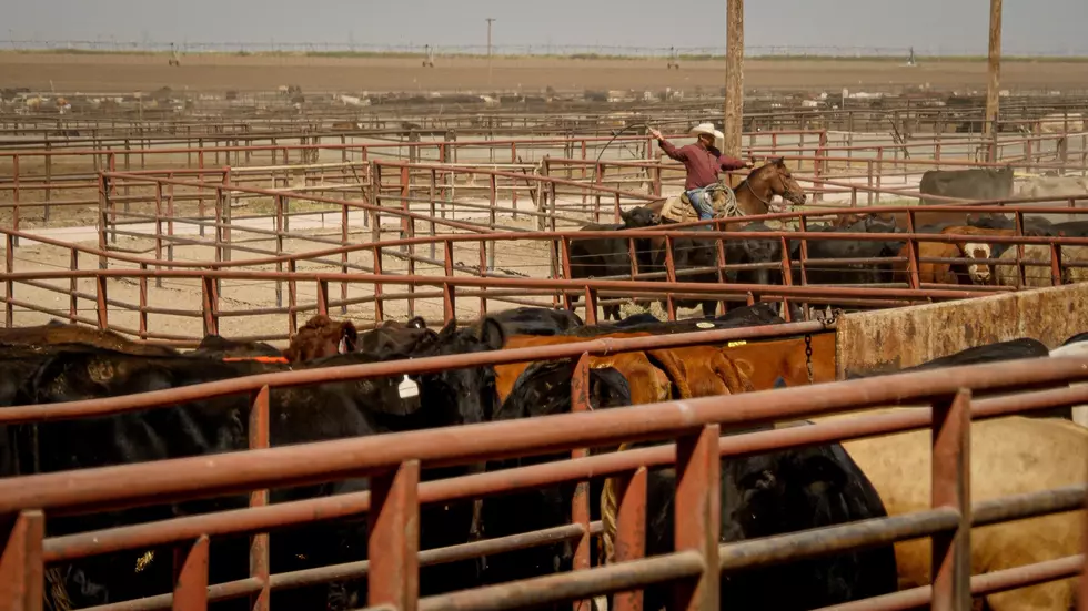 U.S. Cattle on Feed Down 3%