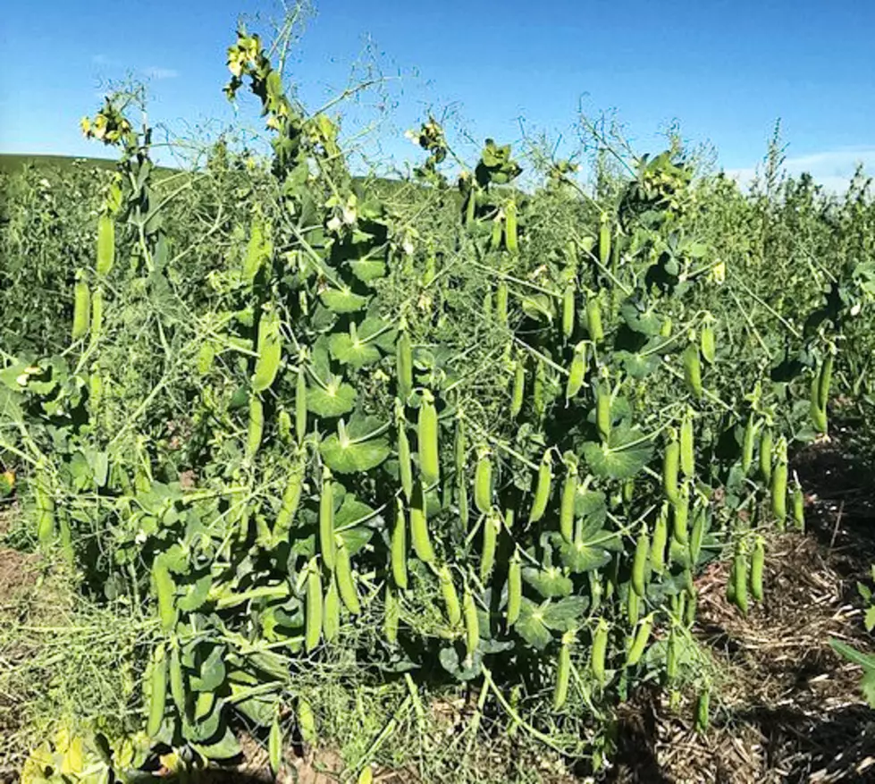 ARS Out With New Winter Peas Cultivars