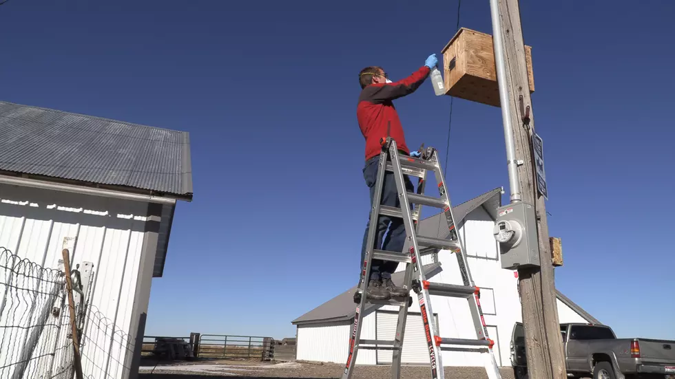 UI Owl Box Program Works To Help Farmers Address Pest Problems