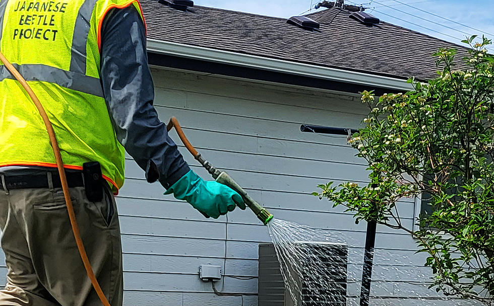 Annual Japanese Beetle Treatments Begin In South Central Washington