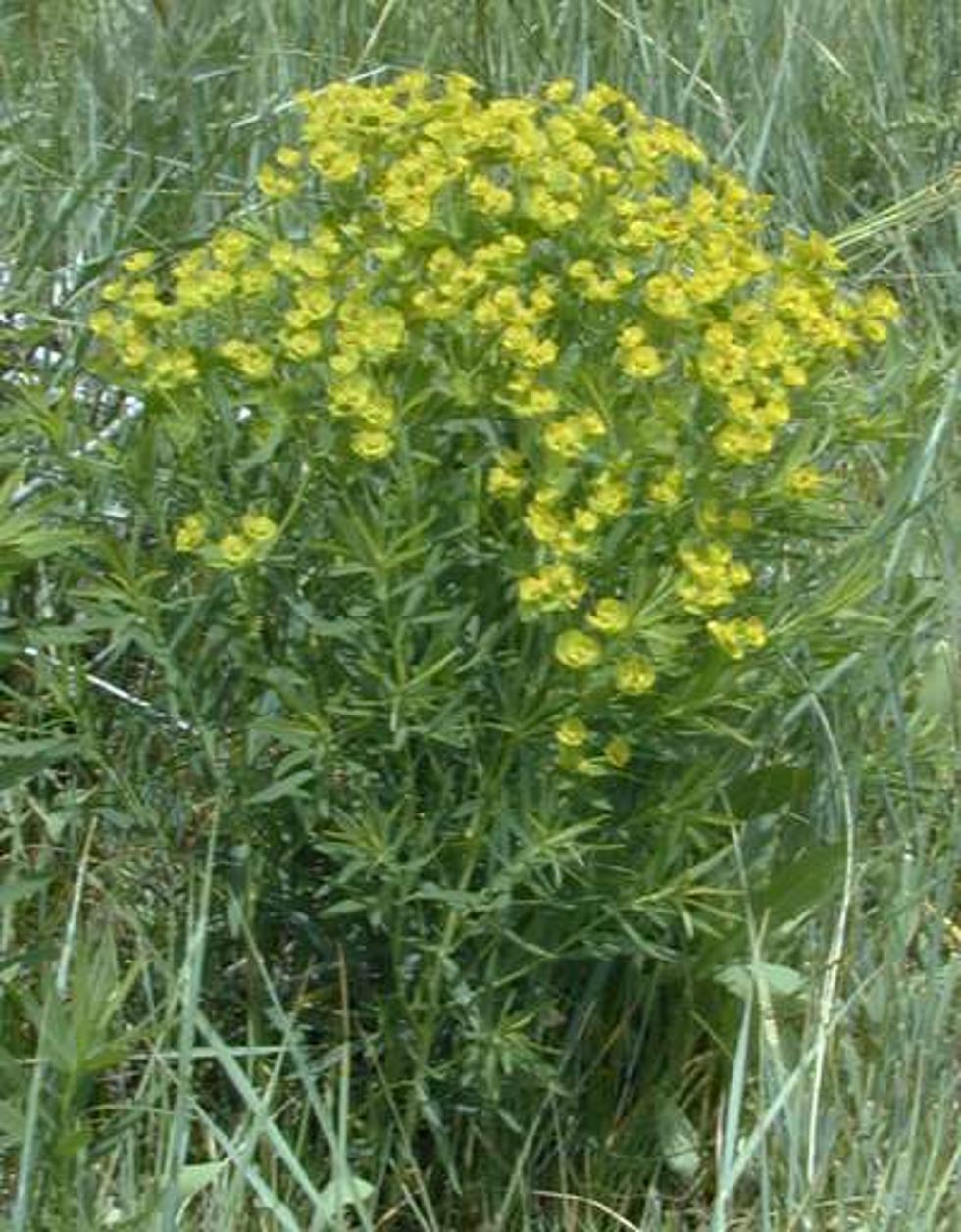 Leafy Spurge: Big Idaho Issue