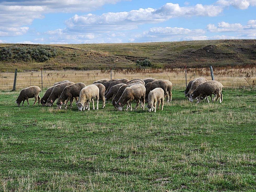 Sheep Industry Looks into Trade Problems