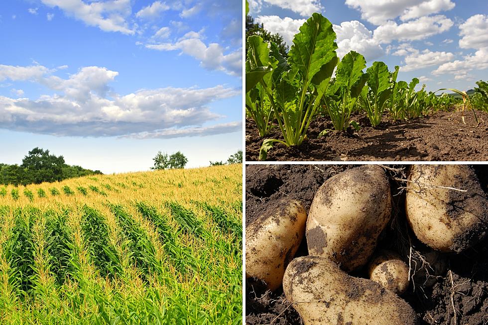 Grain Corn, Sugarbeet, Potato Production Forecasts Increase in PNW
