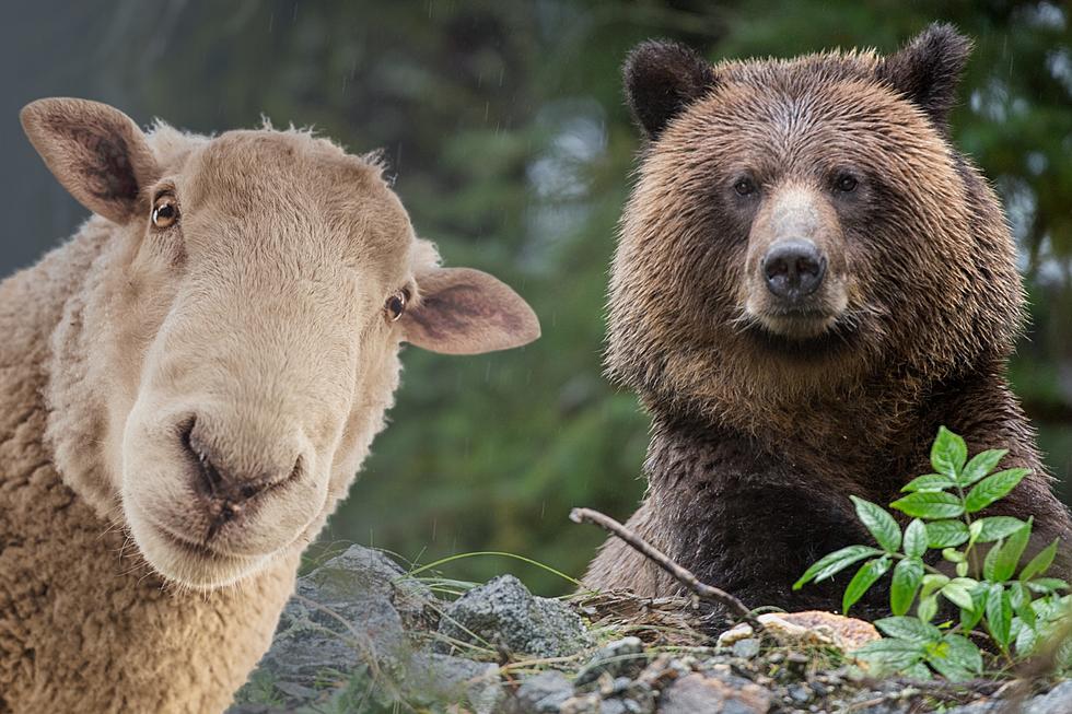 PNW Livestock Organizations Unite To Protest Grizzly Bear Plan