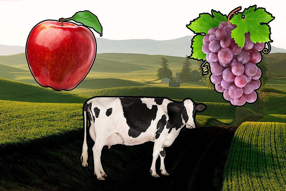 Orchards to Fields: Unveiling Washington State’s Top Agricultural Riches