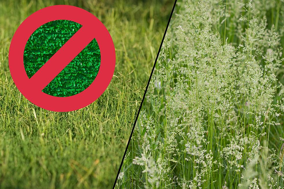 Goodbye, Artificial Turf: Heavy Duty Grasses Being Bred By WSU