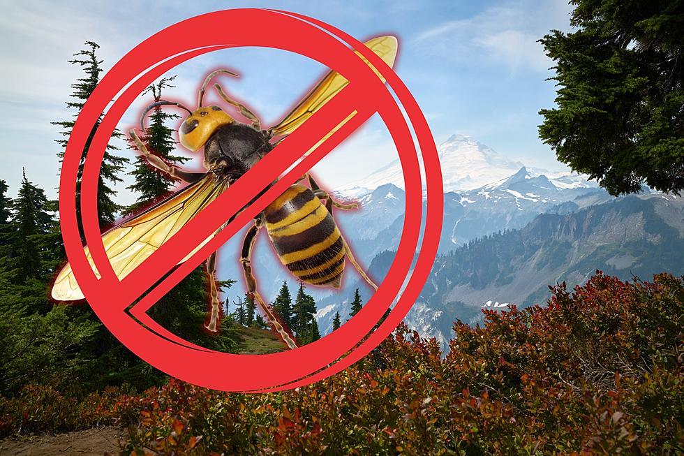 Hornet-Free Horizon: Good News in WA’s Annual Pest Hunt