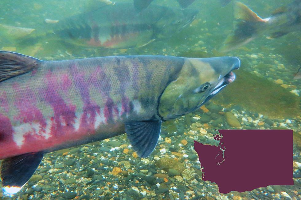 Success Of Chum Salmon Hatchery Program Celebrated By WDFW