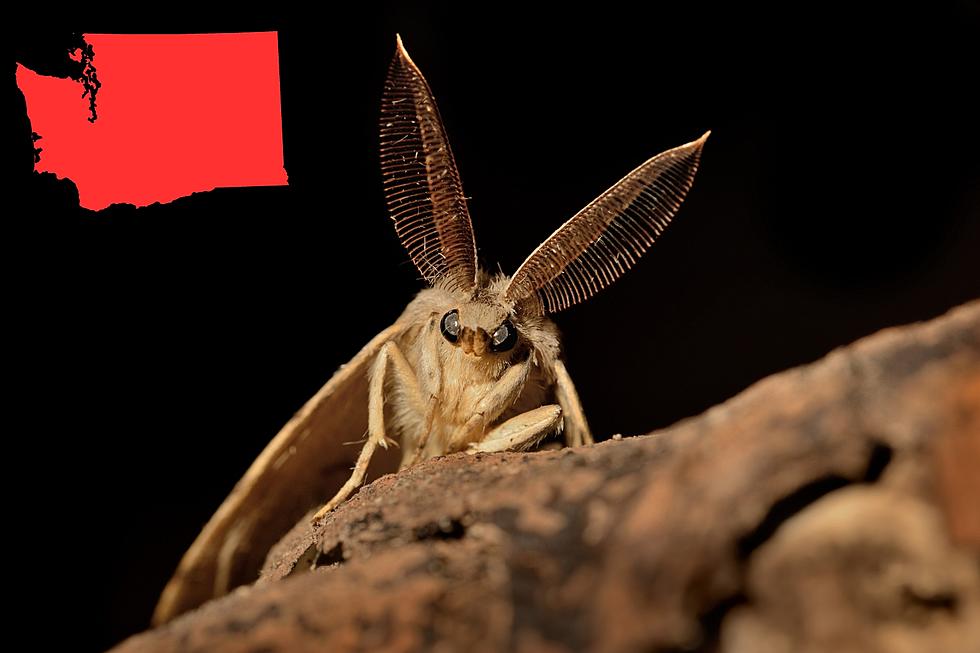 WSDA Targets Invasive Spongy Moth With New Eradication Plan