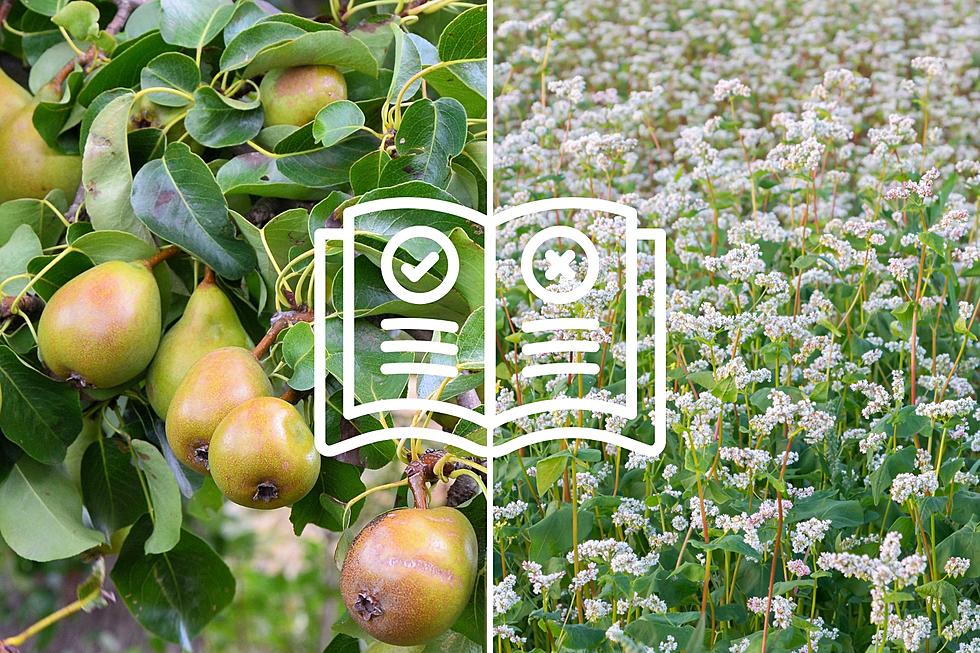 New WSU Guides Offer Insights on Buckwheat, Pears, and More