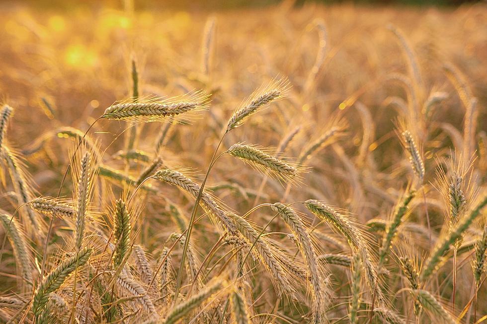 OSU Gets $3.5M Grant To Develop Appealing Naked Barley Varieties