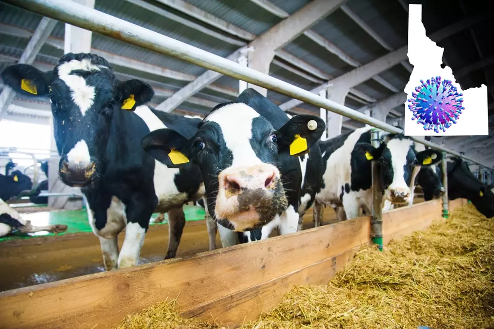 HPAI Detection in Idaho Dairy Herd