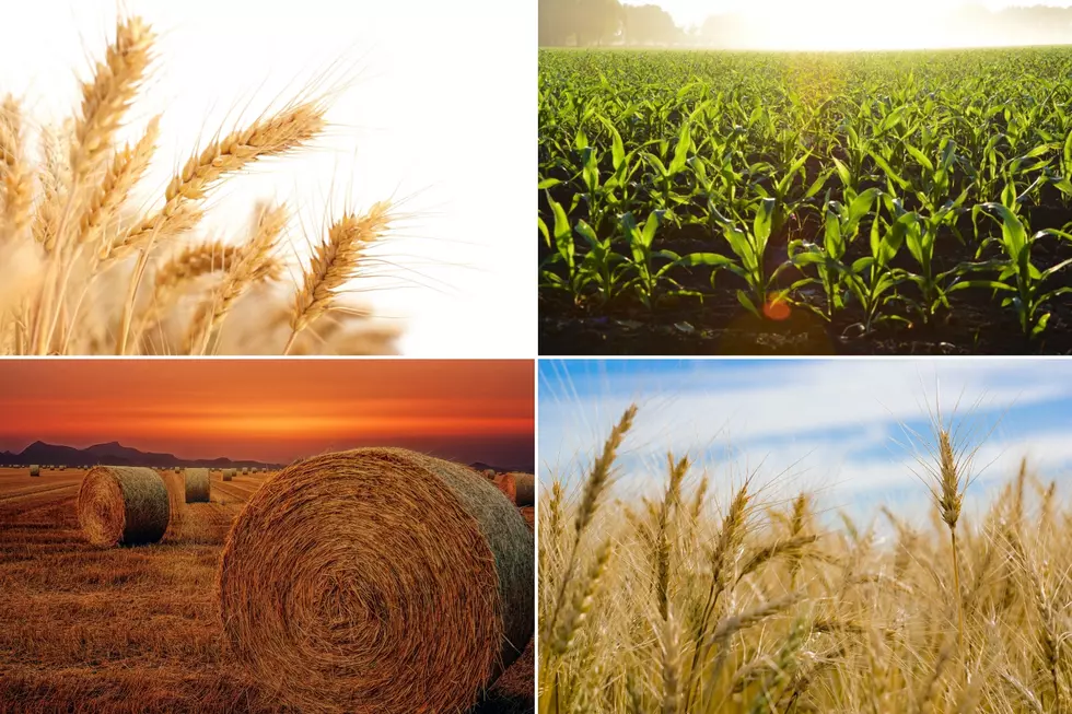 Wheat, Barley, Corn, Hay: PNW Prospective Plantings Report Released