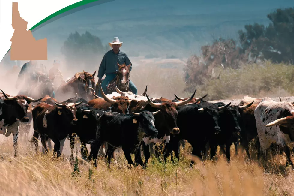 Idaho Cattle Association Rallies Registrations For Summer Roundup