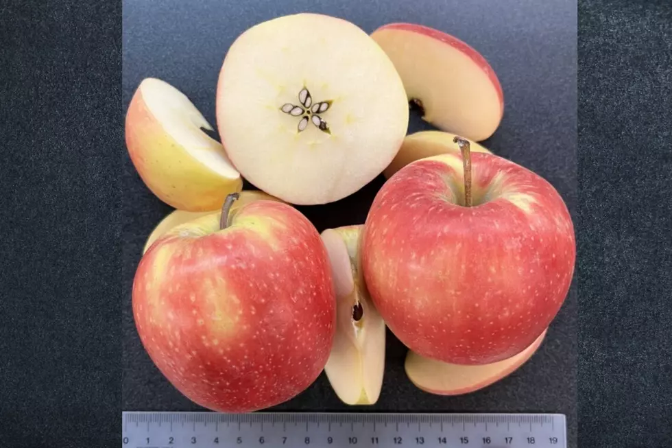Close-up of sliced WA 64 apple