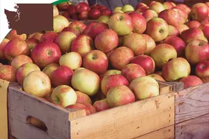 Bountiful Washington Apple Crops Facing Price Struggles