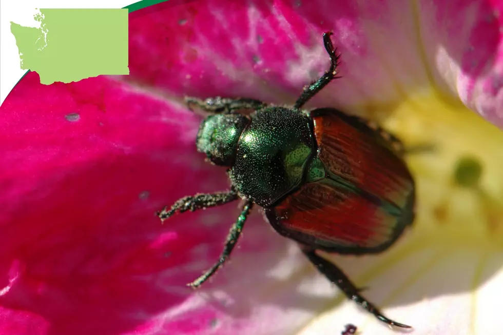 Japanese Beetle Update: WSDA Continues Follow Up For Pasco Eradication Efforts