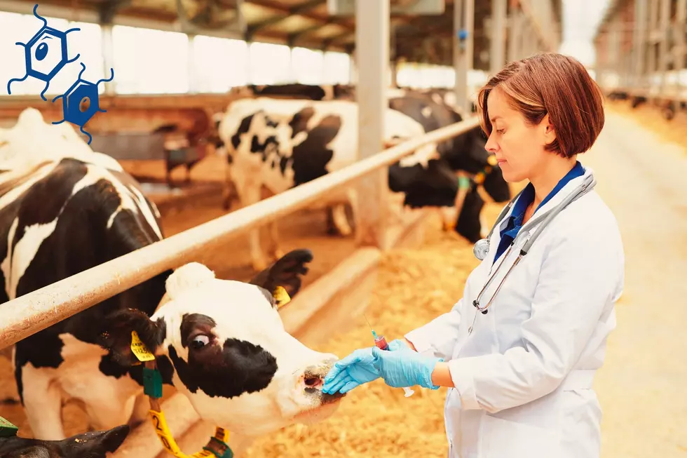 USDA Announces $824M to Protect Livestock Health; Launches Voluntary H5N1 Dairy Herd Status Pilot Program