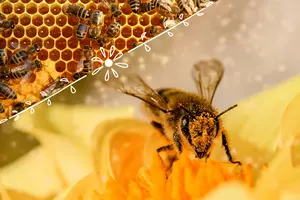 Celebrating Pacific Northwest Pollinators on World Bee Day