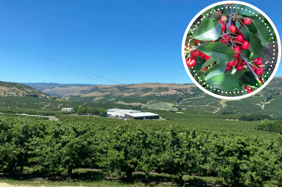 Interview: Pre-Harvest Cherry Tour Insights with Dr. Ashley Thompson