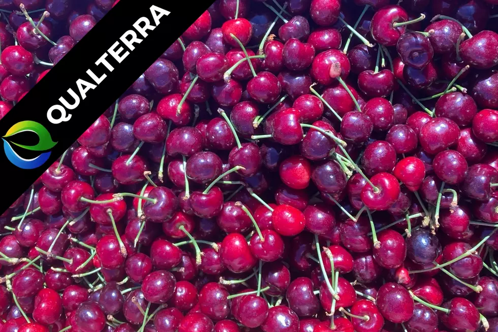 Interview: Qualterra Ag&#8217;s Innovative Ideas for Cherry Growers