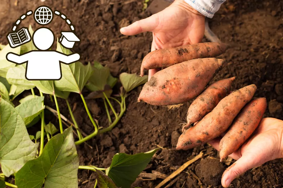 WSU Offers Sweetpotato Cultivation Classes Online