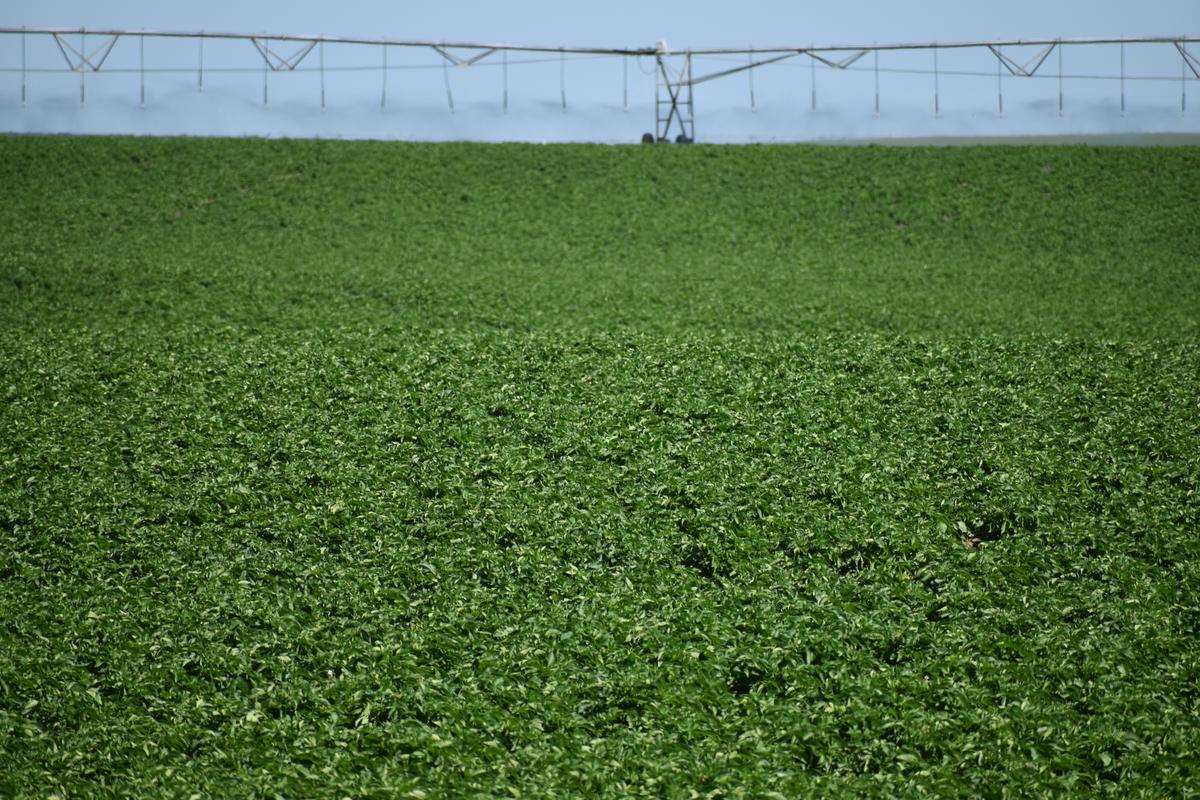 Simplot Plants Simplot To Close California Plant