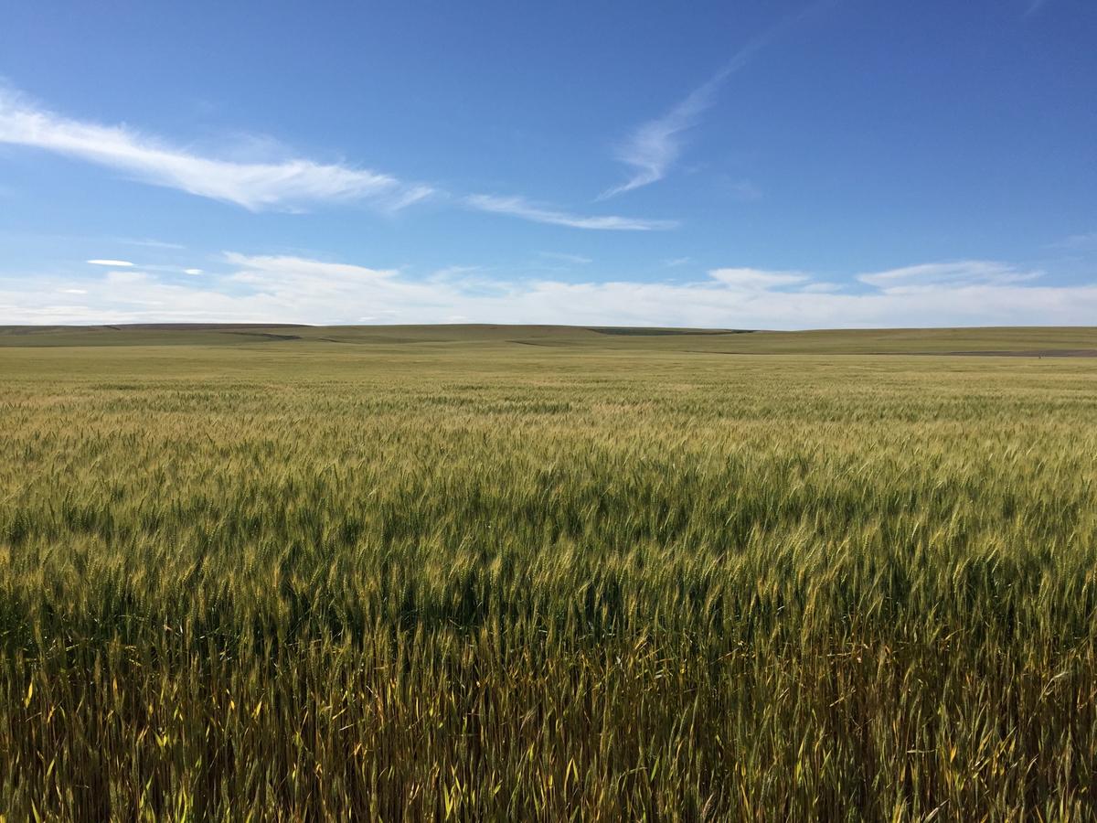 SE Idaho Grain Growers Reported Big Weed Problems
