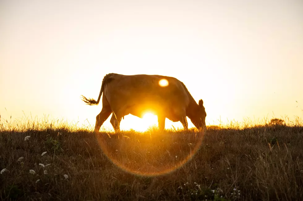 Farm Bureau Wants Changes, Updates To Packers & Stockyards Act