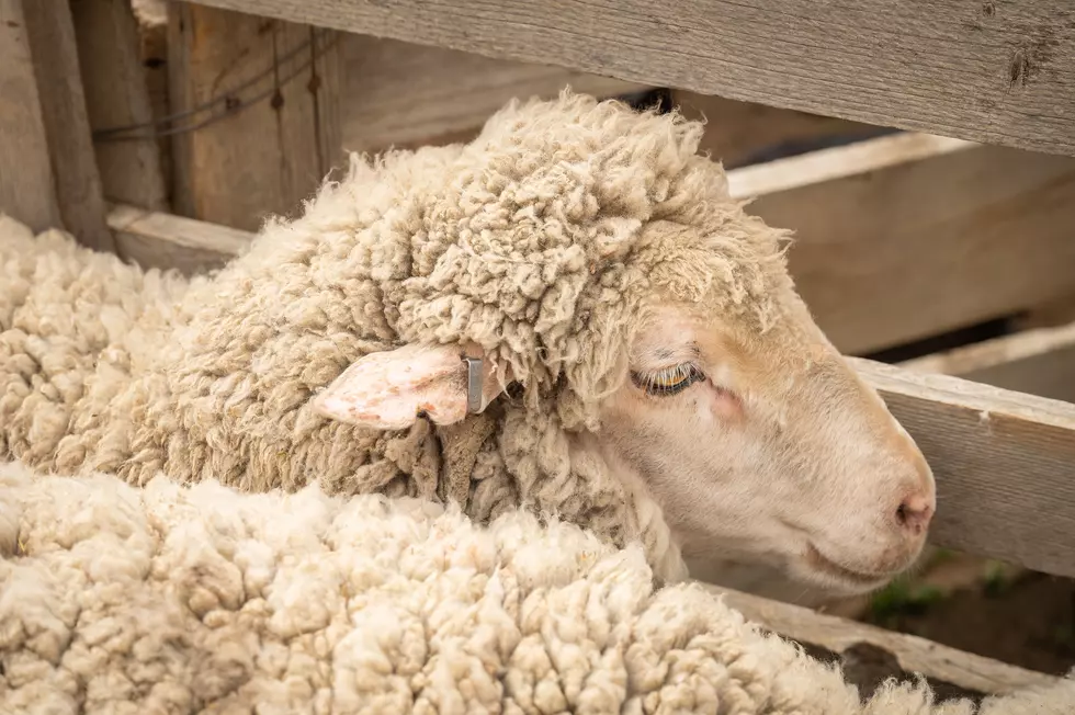 USTR Launching an Investigation into Imported Lamb Meat