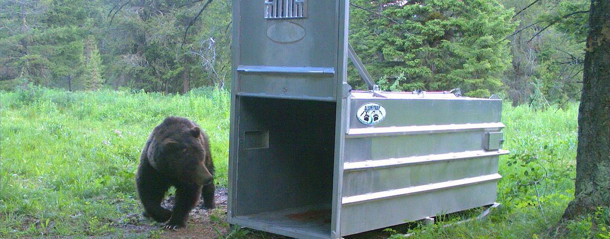 Idaho Grizzly Bear Relocated