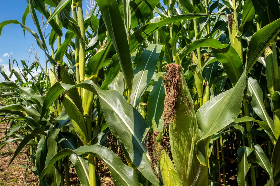 Saving Pennies On Inputs To Lose Dollars On The Crop