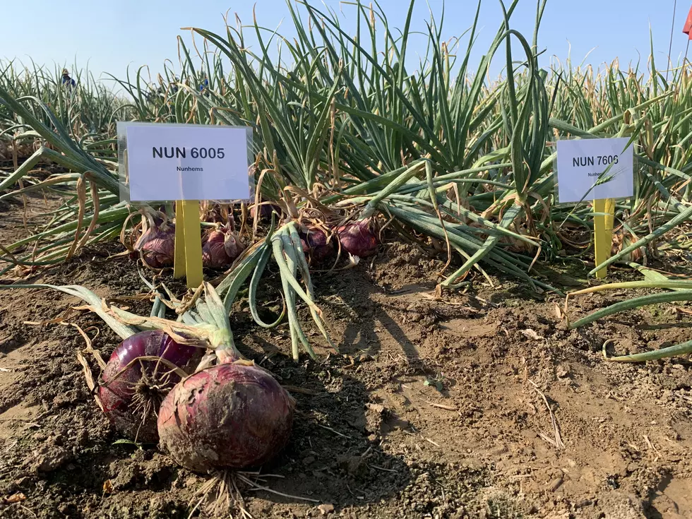 WSU’s Onion Field Day Set For Thursday South Of The Tri-Cities
