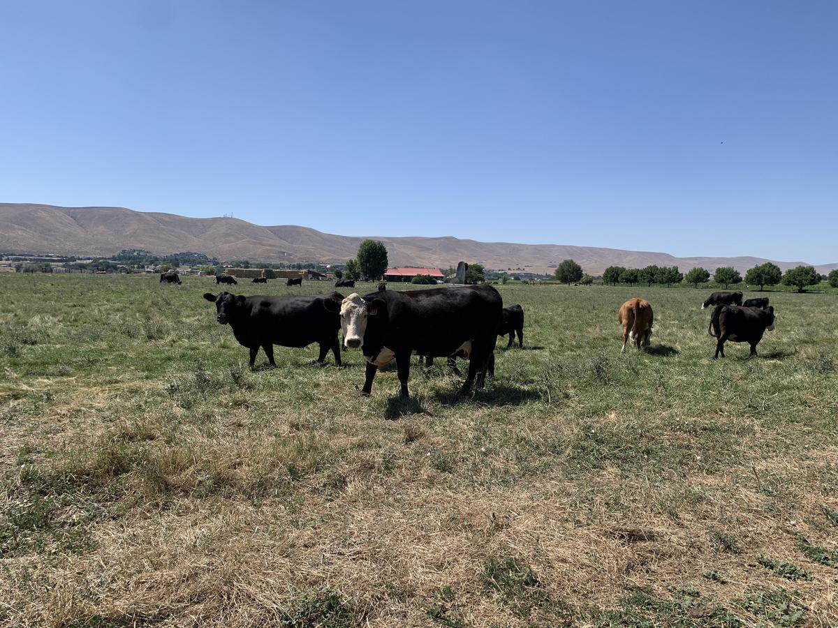 Washington Beef Ranchers Idea To Import Beef From Argentina Frustrates Washington Ranchers