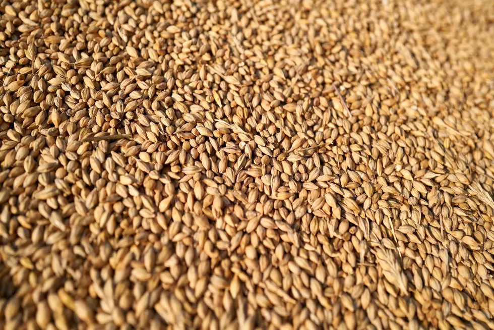Drought In The Plains Continues To Cut Into Winter Wheat