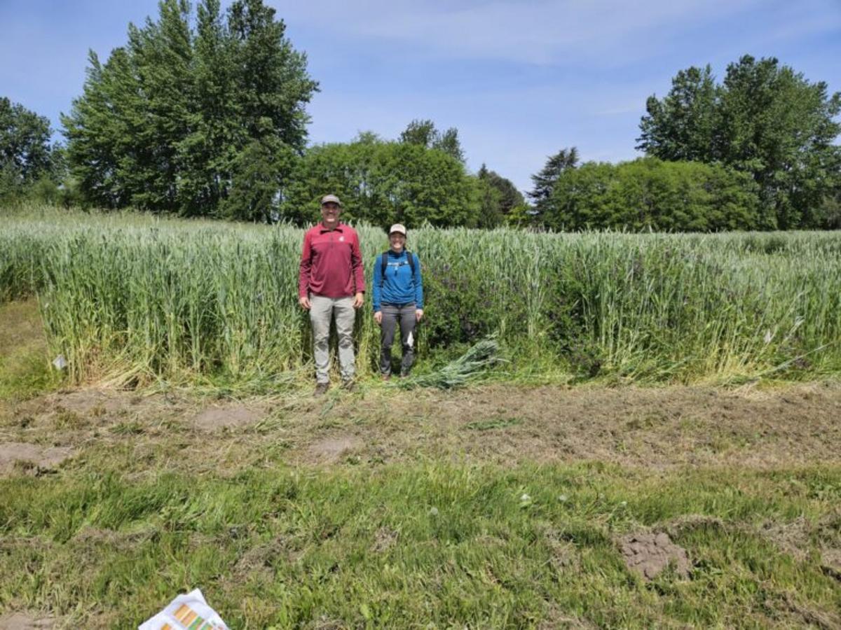 Cover Crops May Lead To Biofuel Options For Northwest Farmers