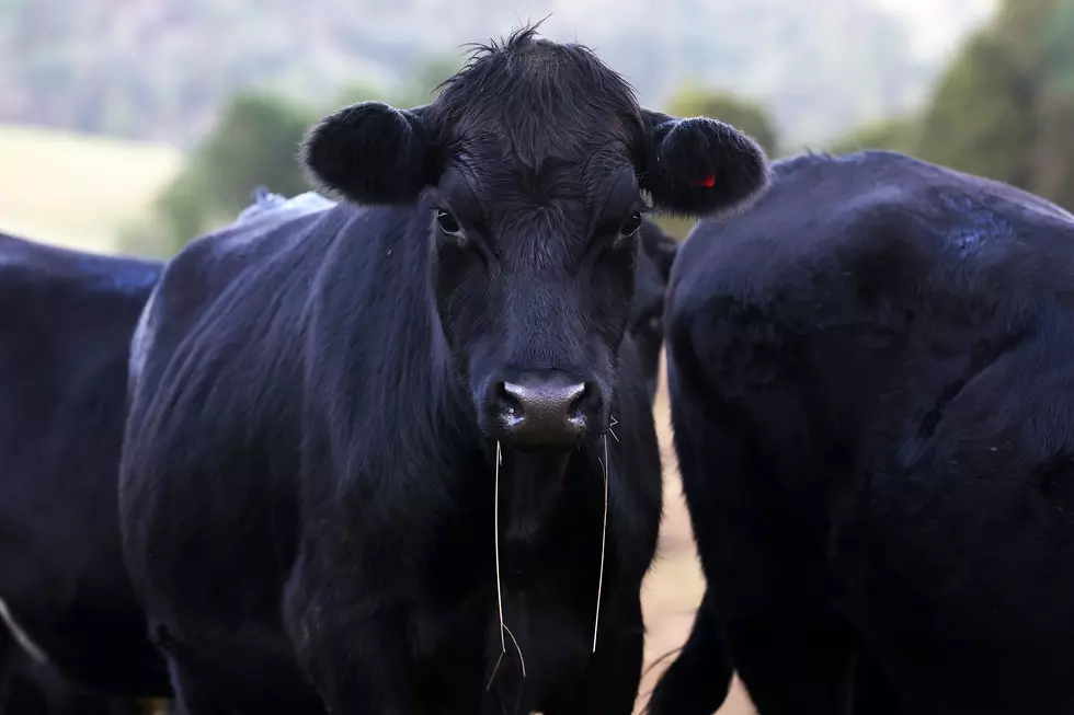 RANCH Act Looks To Rebuild The Herd In A Different Way