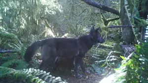 Another Wolf Removed From SE Washington Pack